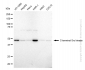 KD-Validated Anti-C-terminal Src kinase Rabbit Monoclonal Antibody